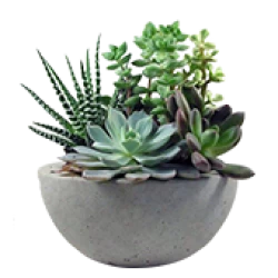 Plants